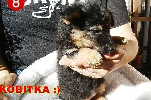 2 śliczne malutkie Panienki do adopcji... ,  mazow
