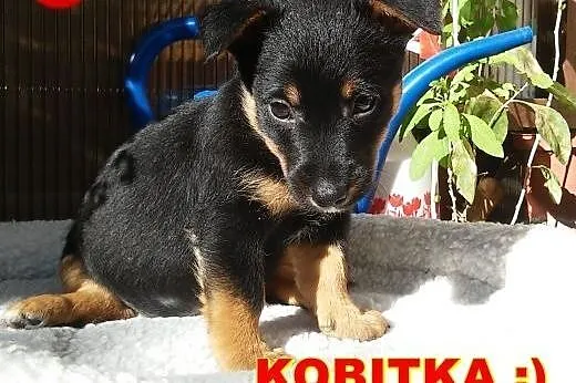 2 śliczne malutkie Panienki do adopcji... ,  mazow