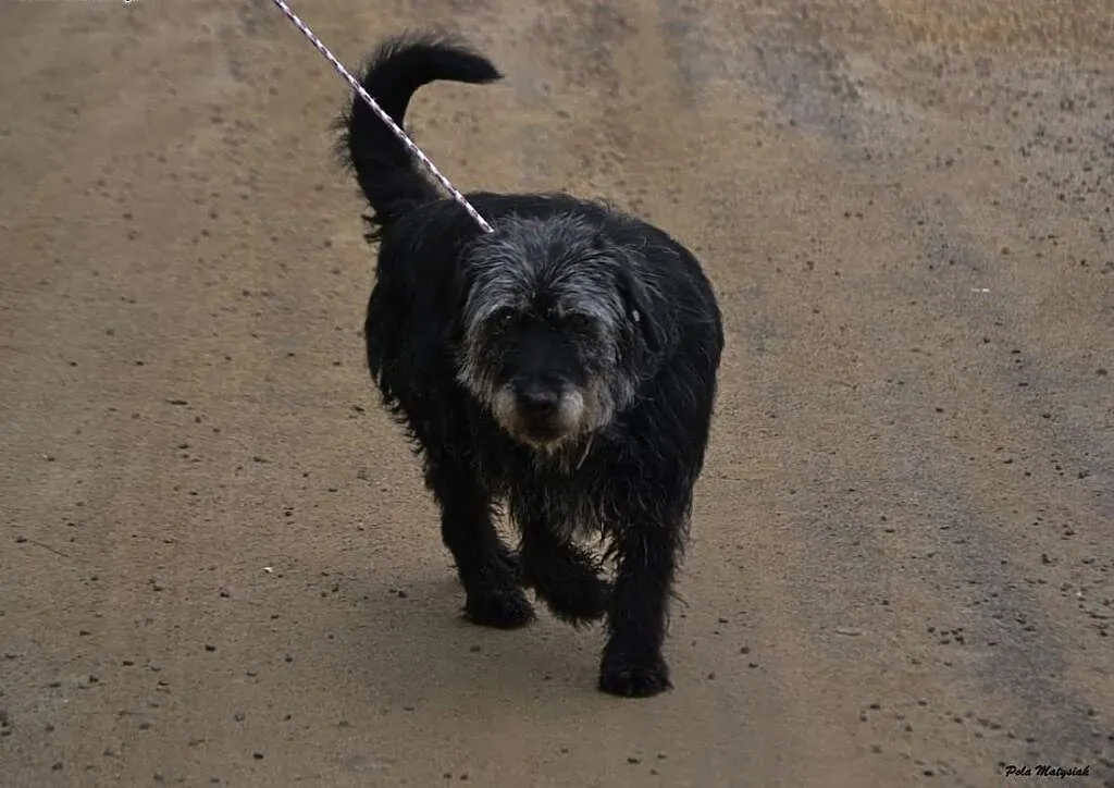 Bambo-piękny, 11-letni pies do adopcji!, śląskie Częstochowa, Śląskie, Częstochowa