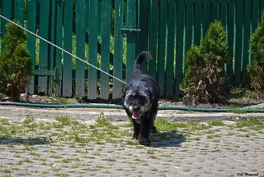Bambo-piękny, 11-letni pies do adopcji!,  śląskie , Częstochowa