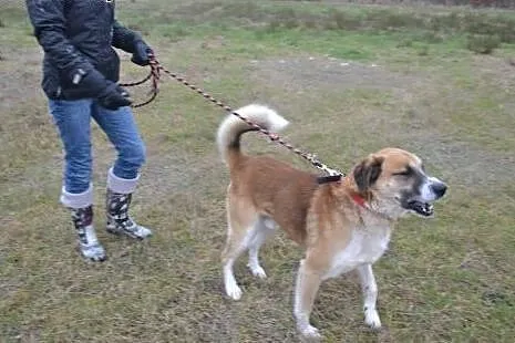 Rupert - większy psiak o cudownym charakterze,  łó