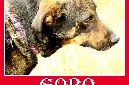 Średni,przyjazny,łagodny,kontaktowy pies GORO.Adop