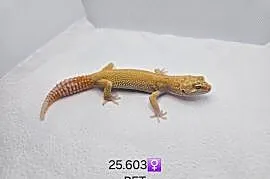Gekon Lamparci