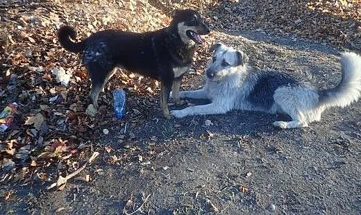 Sara -średniej wielkości sunia do adopcji , mazo