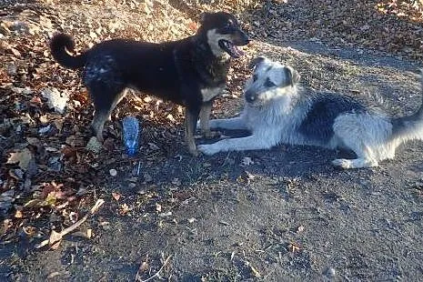 Sara -średniej wielkości sunia do adopcji  ,  mazo