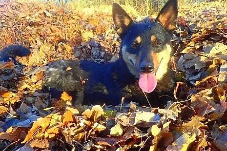 Sara -średniej wielkości sunia do adopcji  ,  mazo
