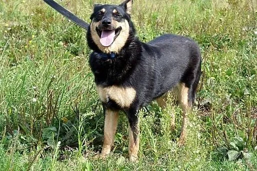 Sara -średniej wielkości sunia do adopcji  ,  mazo