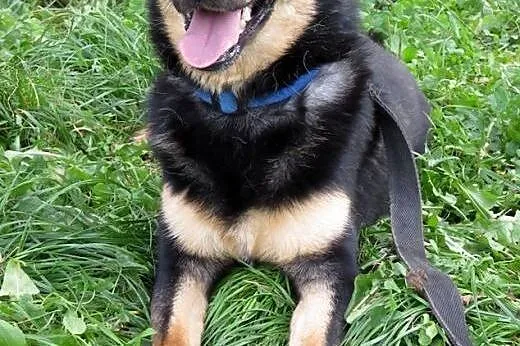 Sara -średniej wielkości sunia do adopcji  ,  mazo