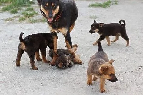 Sara -średniej wielkości sunia do adopcji  ,  mazo
