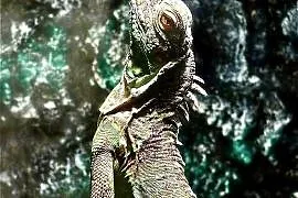 Sprzedam Iguanę (Legwan Zielony) + terrarium