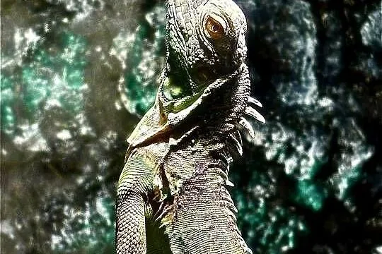 Sprzedam Iguanę (Legwan Zielony) + terrarium
