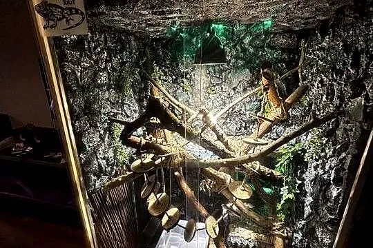 Sprzedam Iguanę (Legwan Zielony) + terrarium, Wielkopolskie, Piła