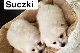 Szczeniaczki Maltipoo