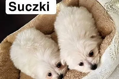 Szczeniaczki Maltipoo