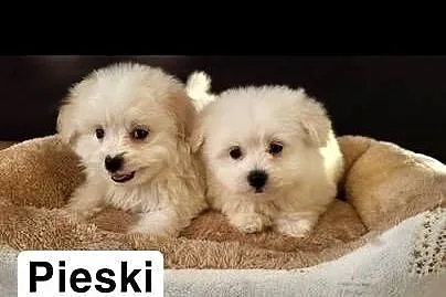Szczeniaczki Maltipoo, Świętokrzyskie, Kielce