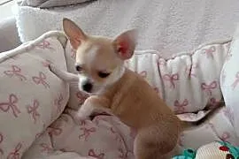 Mini piesek chihuahua