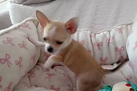Mini piesek chihuahua, Wielkopolskie, Konin