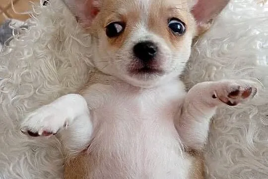 Mini piesek chihuahua, Wielkopolskie, Konin