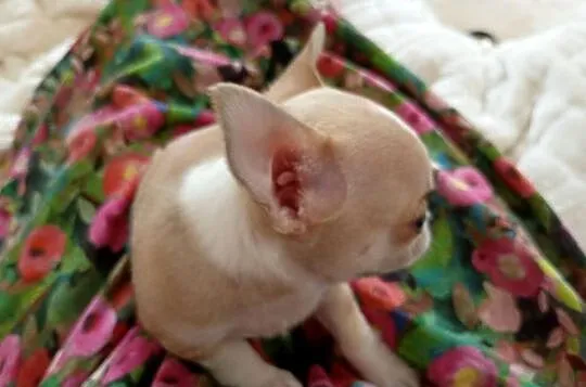 Mini piesek chihuahua, Wielkopolskie, Konin