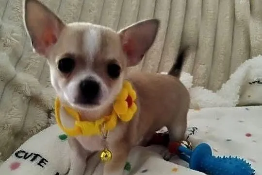 Mini piesek chihuahua, Wielkopolskie, Konin