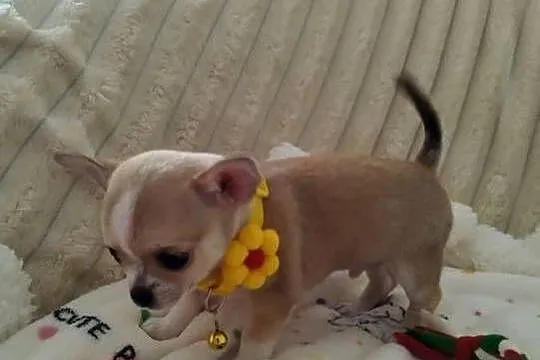 Mini piesek chihuahua, Wielkopolskie, Konin