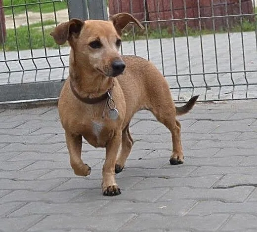 Moj pan umarl a ja zostalam sama, śląskie Ruda Śl