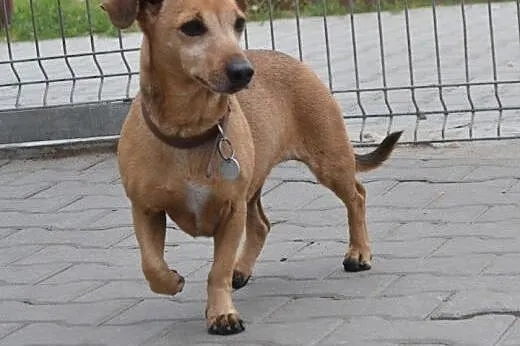 Moj pan umarl a ja zostalam sama,  śląskie Ruda Śl