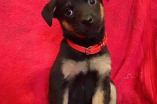 Bolek szczeniak do adopcji ,  łódzkie Łódź