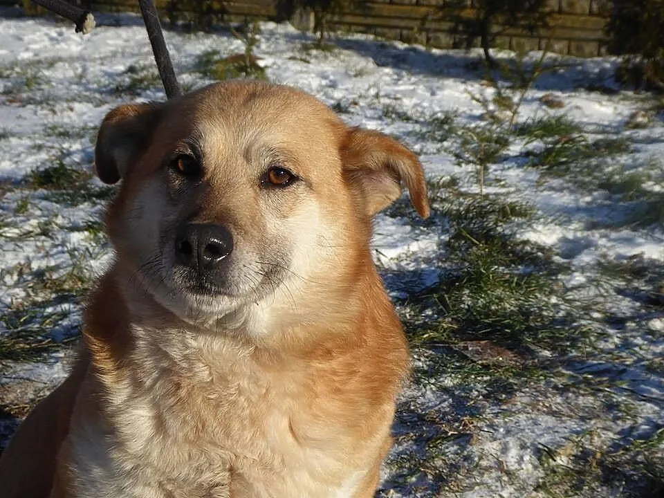 Jestem Wilma mam 5 latek i szukam domu