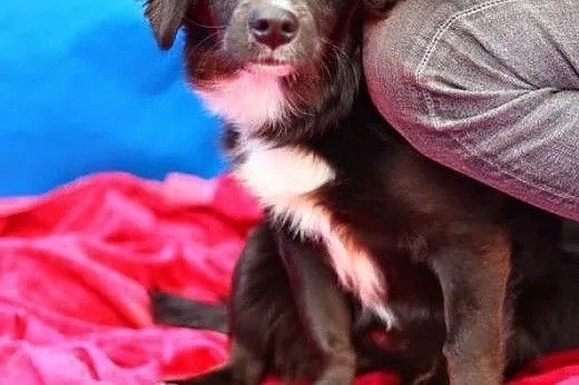 Mała,młodziutka ,łagodna suczka Punia,do ADOPCJI !