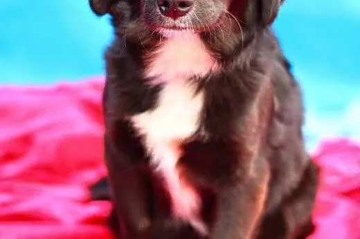 Mała,młodziutka ,łagodna suczka Punia,do ADOPCJI !