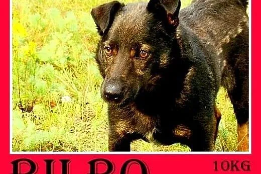 11kg,młody 2 lata,łagodny,wesoły,towarzyski piesek
