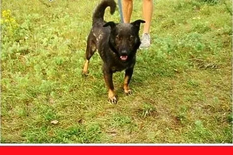 11kg,młody 2 lata,łagodny,wesoły,towarzyski piesek