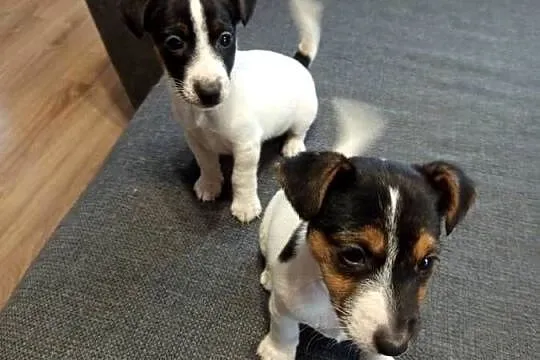 Jack Russell Terrier, Śląskie, Kamieńskie Młyny