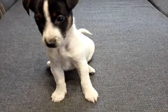 Jack Russell Terrier, Śląskie, Kamieńskie Młyny
