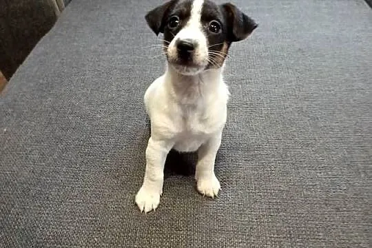 Jack Russell Terrier, Śląskie, Kamieńskie Młyny