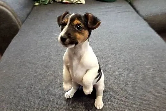 Jack Russell Terrier, Śląskie, Kamieńskie Młyny