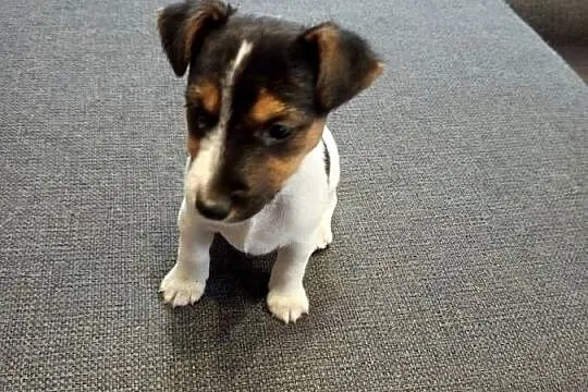 Jack Russell Terrier, Śląskie, Kamieńskie Młyny
