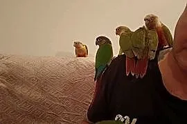 Rudosterki,oswojone,z hodowli domowej