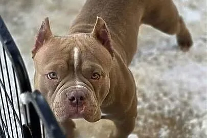 Szczeniaki American Bully Pocket, Małopolskie, Zakopane