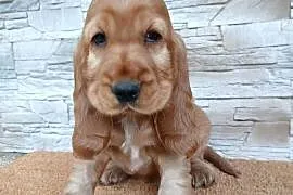 Śliczny Cocker Spaniel Angielski
