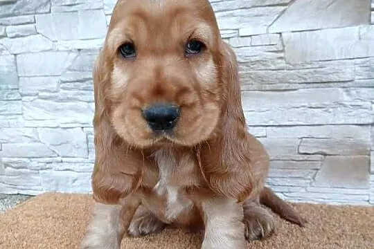 Śliczny Cocker Spaniel Angielski