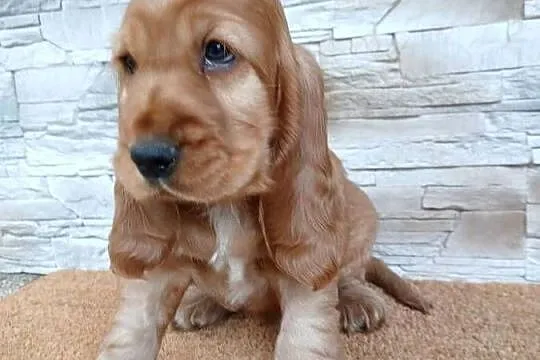 Śliczny Cocker Spaniel Angielski, Łódzkie, Sieradz