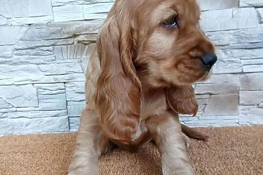 Śliczny Cocker Spaniel Angielski, Łódzkie, Sieradz