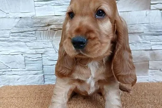 Śliczny Cocker Spaniel Angielski, Łódzkie, Sieradz