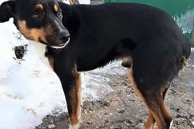 BRYŚ - roczny, przerażony psiak, zginie w schronisku ADOPTUJ!,