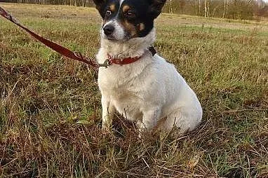 Amigo - wierność,  miłość i przywiązanie ukryte w 