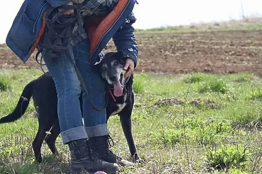 SIEKIERKA, ufna i łagodna sunia chce podarowac ser