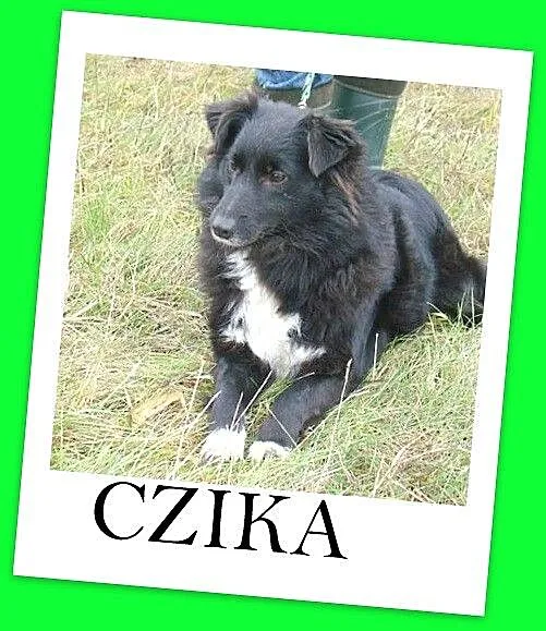 CZIKA sunia średniej wielkości 12 -14 kg_ Wyjątkow