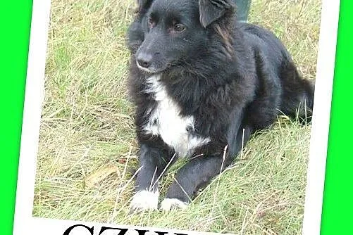 CZIKA sunia średniej wielkości 12 -14 kg_ Wyjątkow
